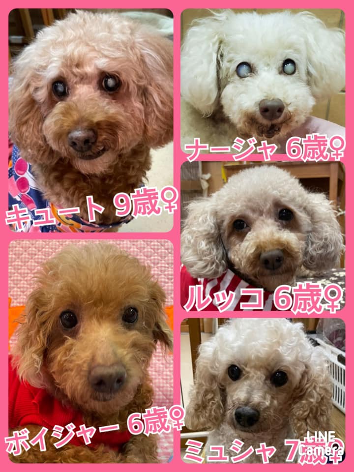 🐾今日の里親様募集中ワンコ🐶メンバーです🐾2021,8,25